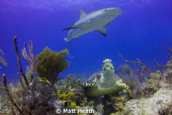 Shark and Turtle by Matt Heath 